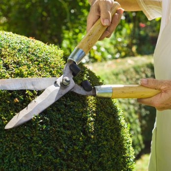Shrub trimming